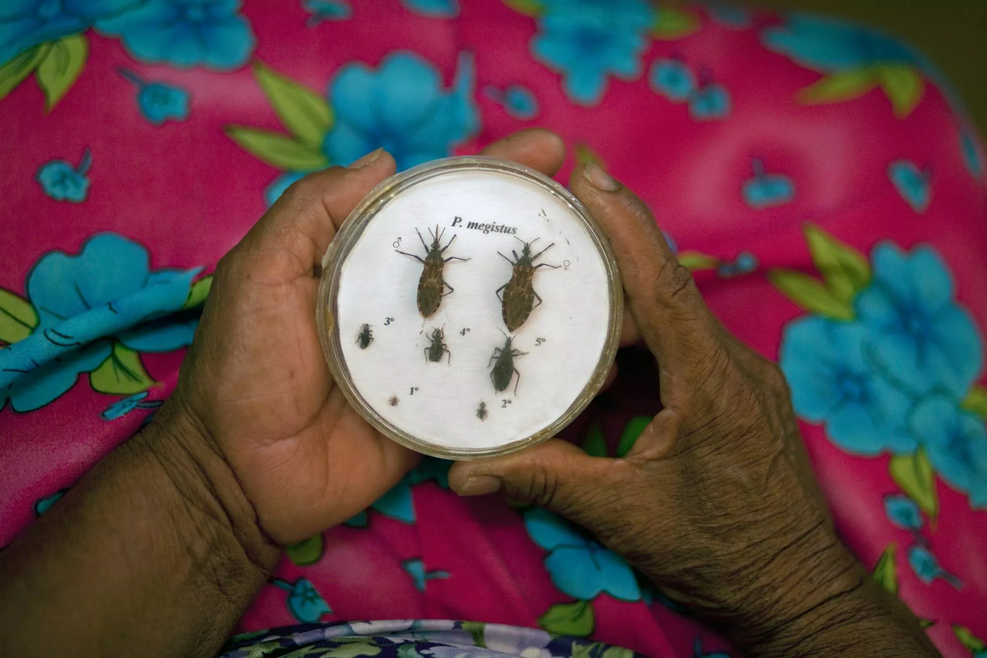 Hmyz, který přenáší Chagasovu chorobu, Paraguay, 2013. Foto: Seamus Murphy / VII